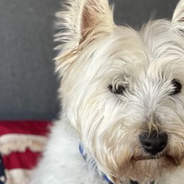 West Highland White Terriers from Emily Cunningham