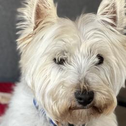 West Highland White Terriers from Emily Cunningham