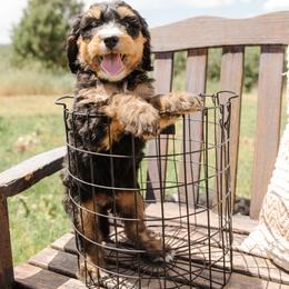 Bernedoodle and Bernese Mountain Dog Puppies from A + E Farms