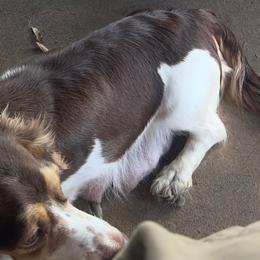 Fiona - Dachshund