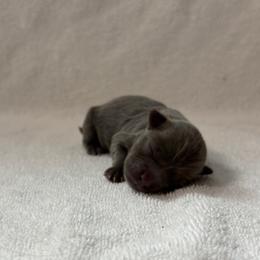 Tum Tum - Blue male Mi-Ki puppy in Wales, Wisconsin from Phantastic Mi-kis