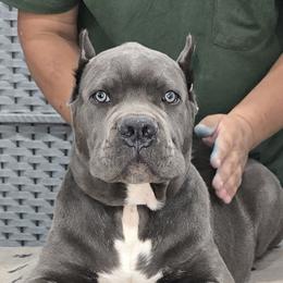 Blue Collar Boy - Morganza x Lawman - AKC and ICCF - Gray male Cane Corso puppy in Gorman, Texas from McOmber Country Kennels