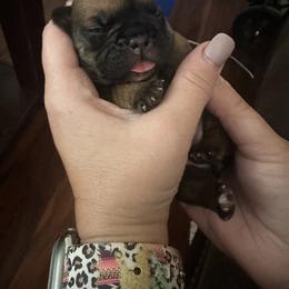 French Bulldog Puppies from 4T Ranch