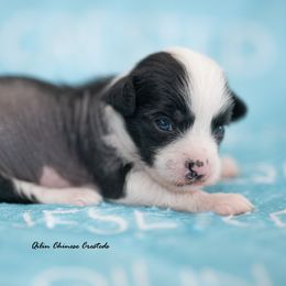 Chinese Crested Puppies from Qilin Chinese Crested
