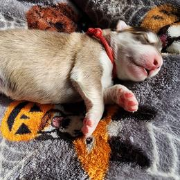 HEX,  red collar - Red and white female Alaskan Malamute puppy in Grayson County, Virginia from River Bend Malamutes