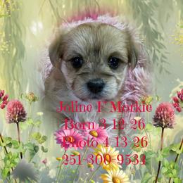 Joline - Black & tan tri-color female Morkie puppy in Silverhill, Alabama from Malteseuluv’s Tiny Treasurers