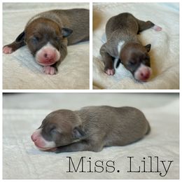 Miss. Lilly - White and blue female Italian Greyhound puppy in Texas from Italian Greyhounds of Frisco