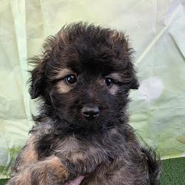 Havapoo Puppies from Tripp's Canines