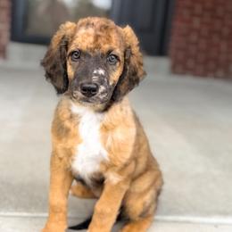 Patsy - Unfurnished Coat - female Australian Mountain Doodle puppy in Pittsburgh, Pennsylvania from WestPenn Doodles LLC