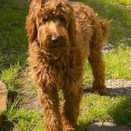 Goldendoodles from Jonette Marshall's Goldendoodles