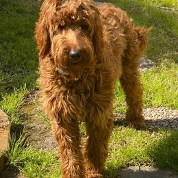Goldendoodles from Jonette Marshall's Goldendoodles