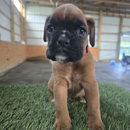 Pink - Fawn female Boxer puppy in Petrolia, Pennsylvania from Arktis Boxers