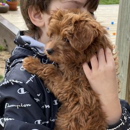German Shepherd and Goldendoodle All Grown Up from Kraften K9