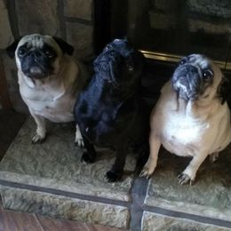Companion Crosses and Pugs from Easter Pugs & Bugs