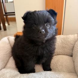 Raven - Black female Pomeranian puppy in Raymondville, Missouri from Pampered Pomskies