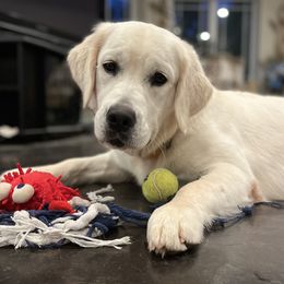 Brynn - Golden Retriever
