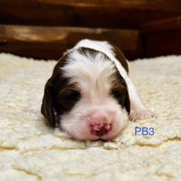 PB3 - Red and white male English Springer Spaniel puppy in Britton, South Dakota from K&S Canines