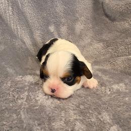 Freya - Tri-color female Cavalier King Charles Spaniel puppy in Romeoville, Illinois from KonopkaKennelsLLC