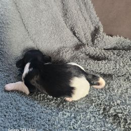 Ollie - Black and white male Havanese puppy in Melba, Idaho from Lawson Havanese