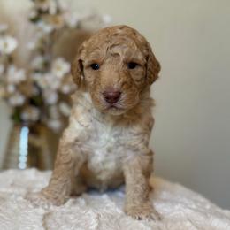 Sugar - Cream male Goldendoodle puppy in Caldwell, Idaho from Leila Pearson