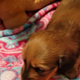 Dachshund Puppies from CLARK'S BREEDING PROGRAM