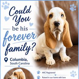 Light Blue collar Male - Lemon and white male Basset Hound puppy in Columbia, South Carolina from Pawmetto Hounds