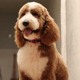 Australian Labradoodles, Goldendoodles, and Poodles from Valencia Poodles and Doodles