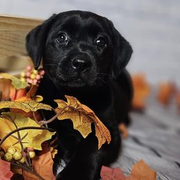 Labrador Retriever Puppies from Tsuki Kennels