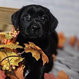 Labrador Retriever Puppies from Tsuki Kennels