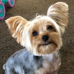 Yorkshire Terriers from Sandy