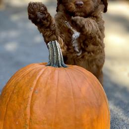 Australian Labradoodle Puppies from Cascade Canyon Labradoodles