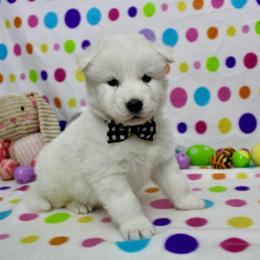 Ivan - White male Siberian Husky puppy in Lunenburg, Vermont from SNOW WOOLY HUSKY
