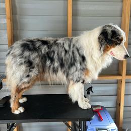 Zylas - Australian Shepherd