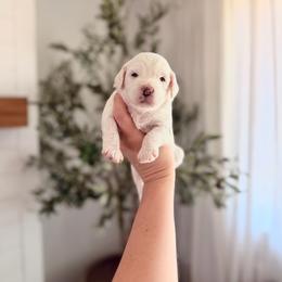 Sugar - Parti female Goldendoodle puppy in Vancouver, Washington from Blissful Doodles