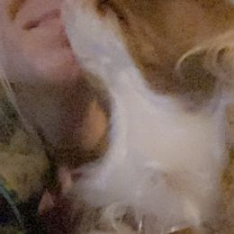 Cavalier King Charles Spaniels from Coxson’s Cavaliers