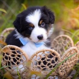 Chocolate Chip - Black tri-color male Australian Shepherd puppy in Georgetown, Texas from River Reign Australian Shepherds