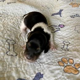 Mr. Roper - Piebald male Dachshund puppy in Wolf Lake, Indiana from Canisteo Dachshunds