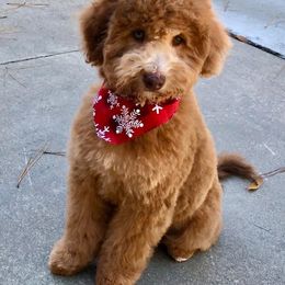 Goldendoodle Puppies from Lake Road Doodles