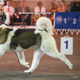 Akita All Grown Up from DeZaVu Akitas