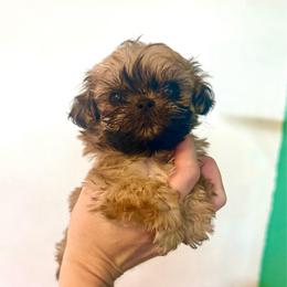 Hermione - Gold female Shih Tzu puppy in Stroud, Oklahoma from Laik’s Little Shihtz & Poms