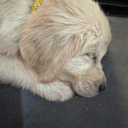 Buttercup - Light golden female Golden Retriever puppy in Lebec, California from Socalretrievers