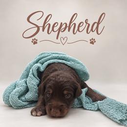 Shepherd - Chocolate male Assorted Doodle Crosses puppy in Waco, Georgia from Huff Family Doxies & Doodles