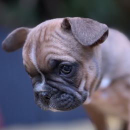 Romeo - Fawn male French Bulldog puppy in Ford City, Pennsylvania from DeWitt Frenchies