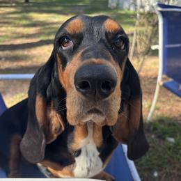 Willow - Basset Hound