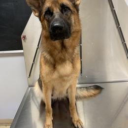 German Shepherd All Grown Up from Angel Oak German Shepherds