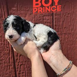 Prince - Black and white male Bernedoodle puppy in Cambridge, Minnesota from Country Meadow Doodles