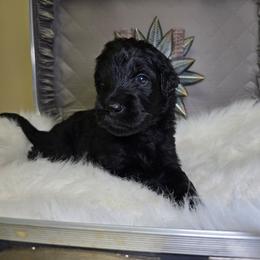 Cypress - Black male Goldendoodle puppy in Woodburn, Indiana from Lengachers Cuddly Doods