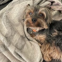 Yorkshire Terriers from Tomi’s Tiny Tot Yorkie Kennel and Stud Service