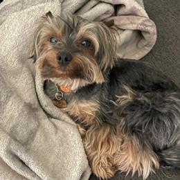 Yorkshire Terriers from Tomi’s Tiny Tot Yorkie Kennel and Stud Service