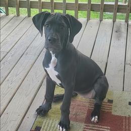 Ellie - Black female Great Dane puppy in Walker, Louisiana from La Rebel Danes